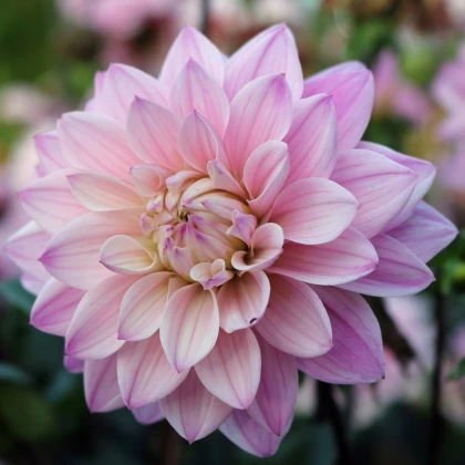 Jiřinka Melody Harmony - Dahlia - hlízy jiřinky - 1 ks