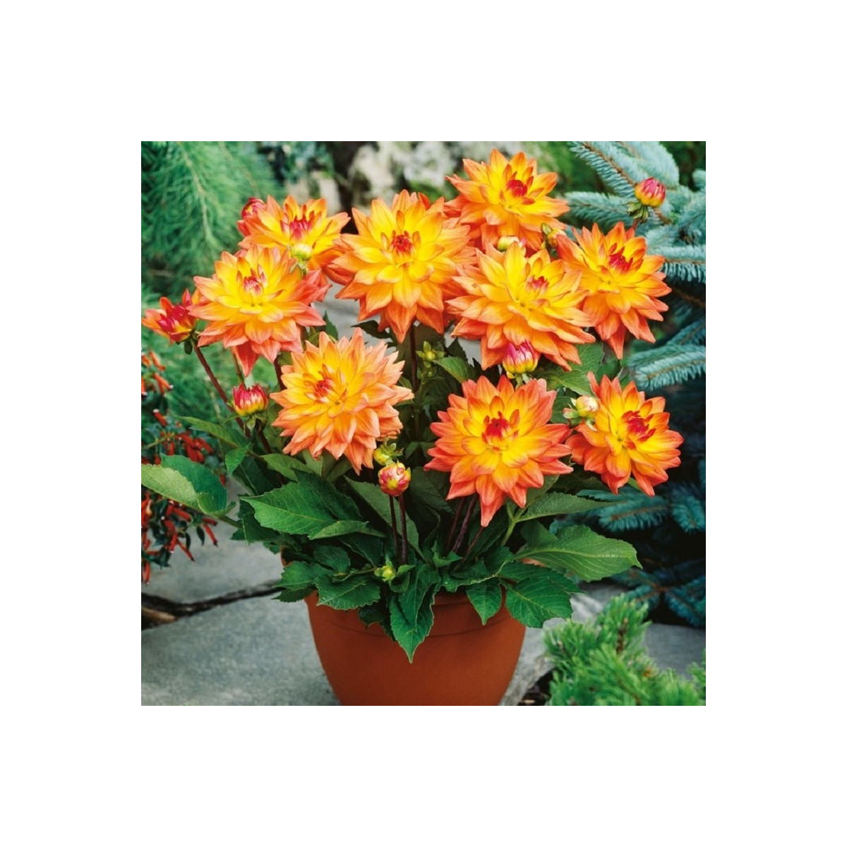 Jiřinka Melody Dora - Dahlia - hlízy jiřinky - 1 ks