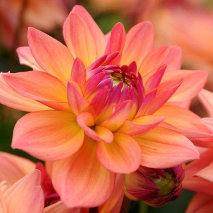 Jiřinka Melody Dora - Dahlia - hlízy jiřinky - 1 ks