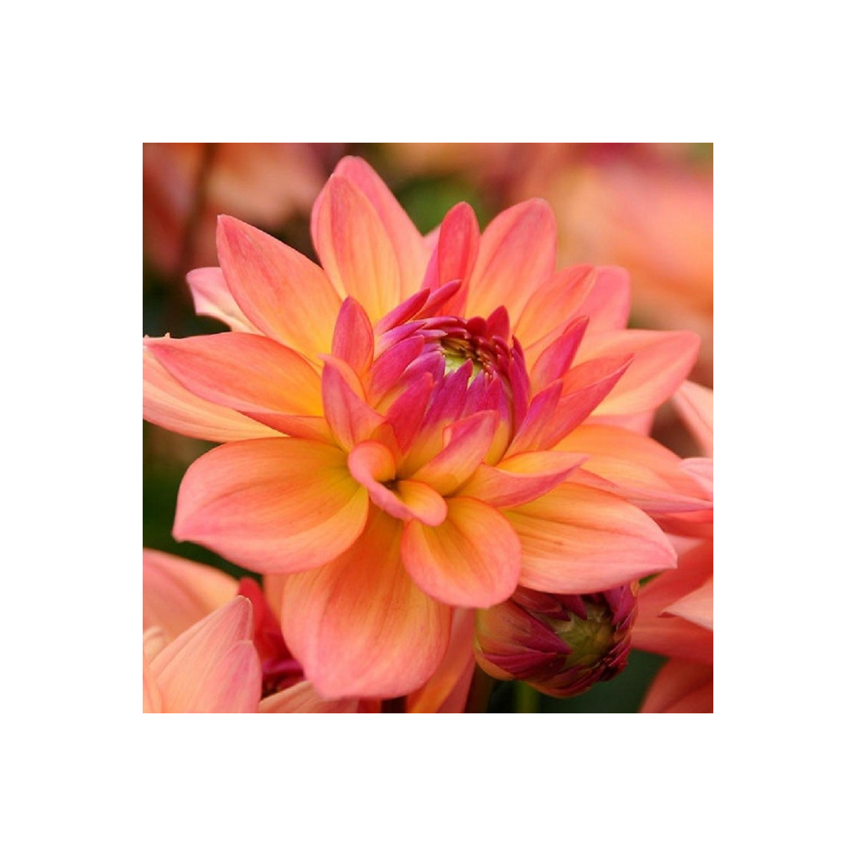 Jiřinka Melody Dora - Dahlia - hlízy jiřinky - 1 ks