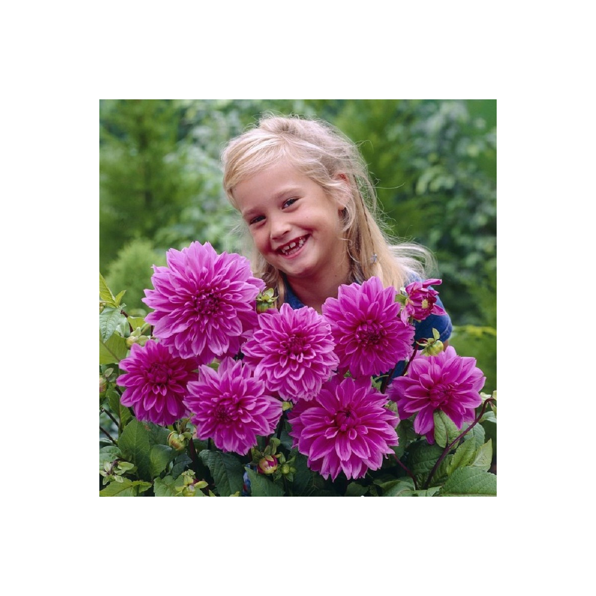 Jiřinka Lilac Time - Dahlia - hlízy jiřinky - 1 ks