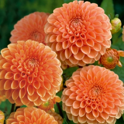 Jiřinka Sylvia - Dahlia - hlízy jiřinky - 1 ks