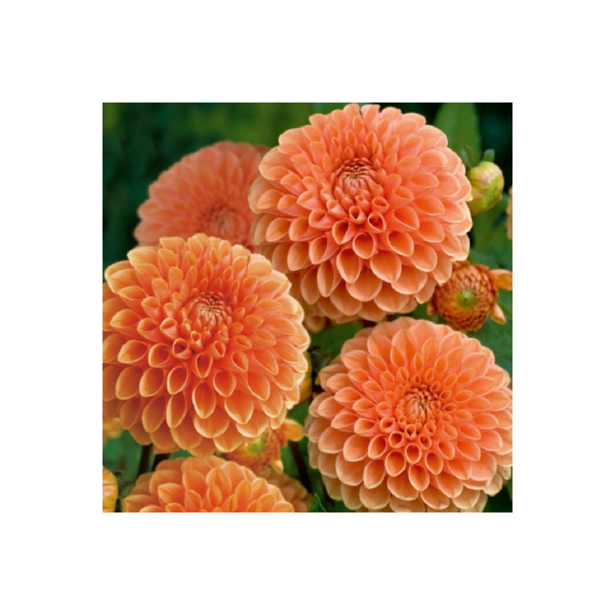 Jiřinka Sylvia - Dahlia - hlízy jiřinky - 1 ks