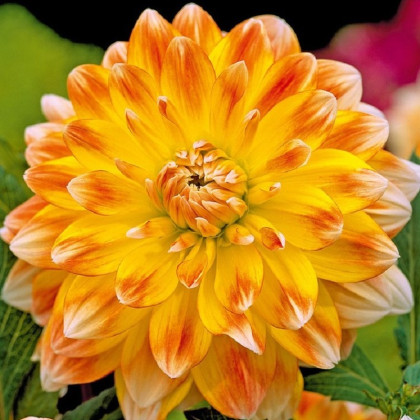 Jiřinka Peaches and Cream - Dahlia - hlízy jiřinky - 1 ks