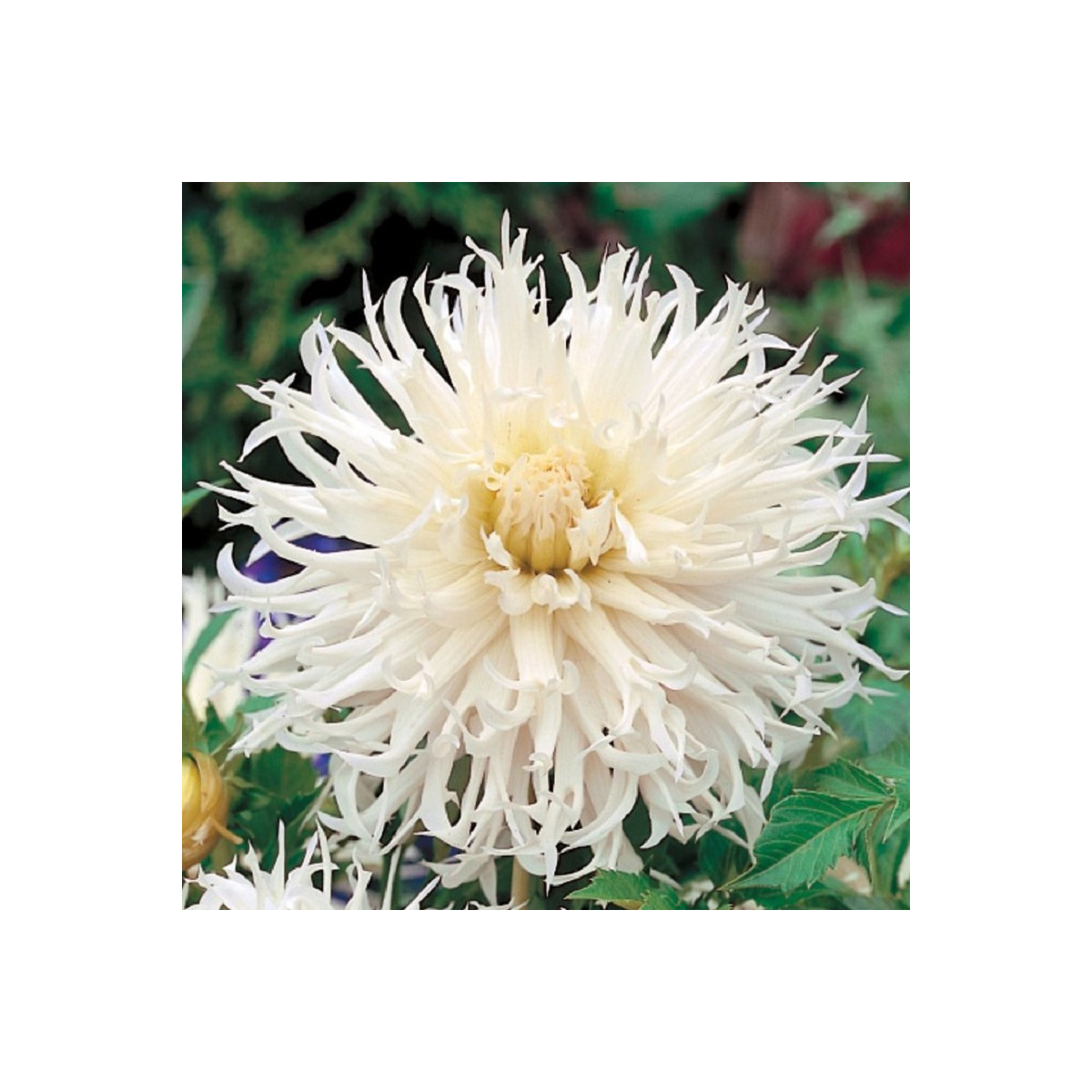 Jiřinka Tsuki Yori No Shisha - Dahlia - hlízy jiřinky - 1 ks