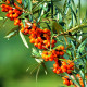 Rakytník řešetlákový - Hippophae rhamnoides - semena rakytníku - 8 ks