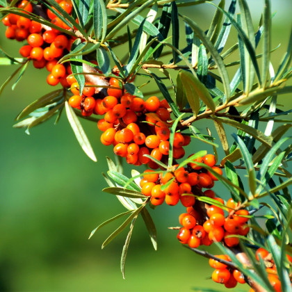 Rakytník řešetlákový - Hippophae rhamnoides - semena rakytníku - 8 ks