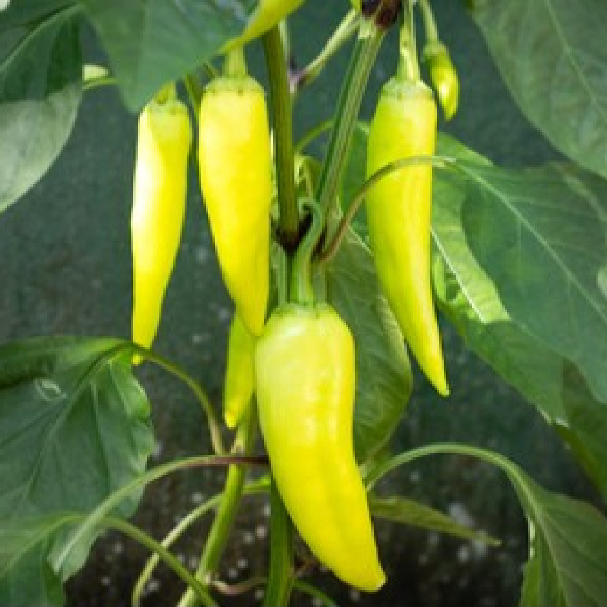 Paprika Sweet Banana - Capsicum annuum - semena papriky - 7 ks