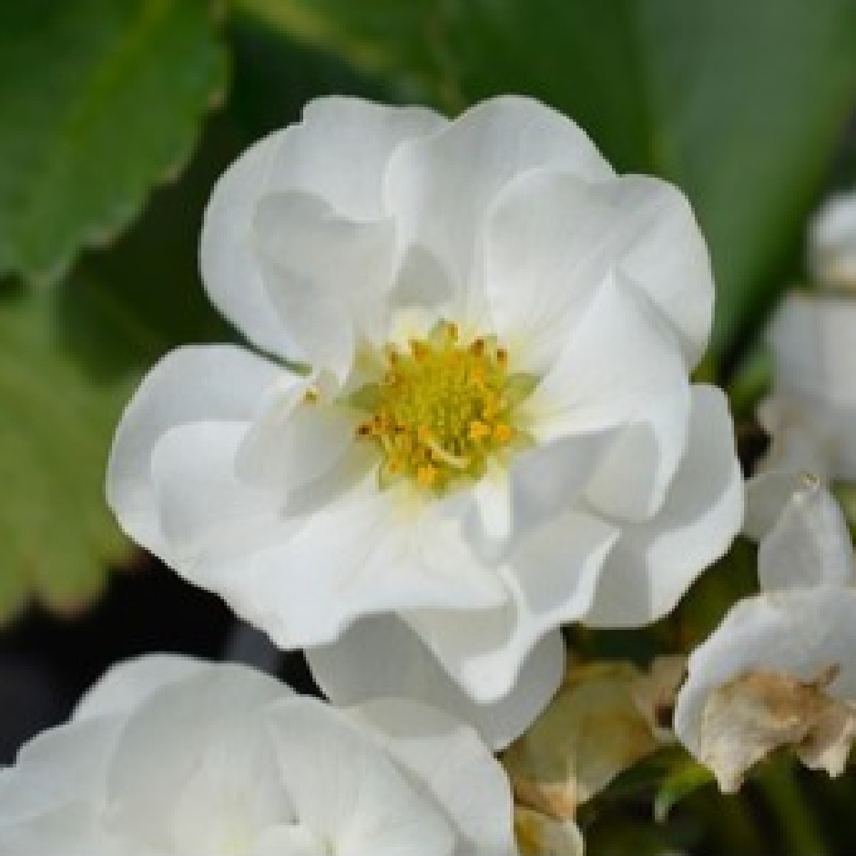 Truskawka Summer Breeze Snow F1 - Fragaria ananassa - nasiona truskawki - 10 szt.
