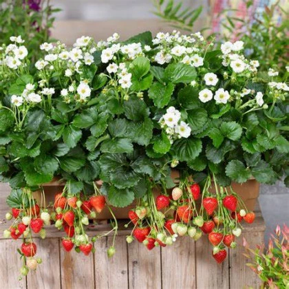 Truskawka Summer Breeze Snow F1 - Fragaria ananassa - nasiona truskawki - 10 szt.
