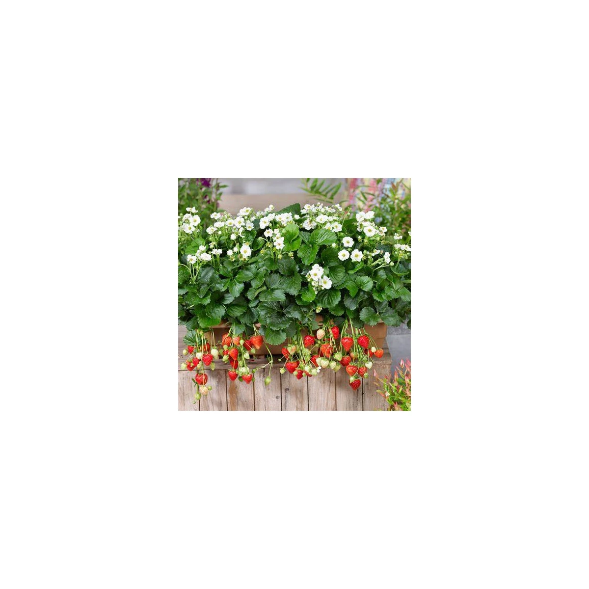 Truskawka Summer Breeze Snow F1 - Fragaria ananassa - nasiona truskawki - 10 szt.