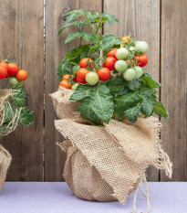 Rajče keříčkové balkónové Tomfall - Solanum lycopersicum - semena rajčete - 20 ks