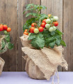 Rajče keříčkové balkónové Tomfall - Solanum lycopersicum - semena rajčete - 20 ks