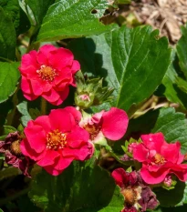 Truskawka Summer Breeze Rose F1 - Fragaria ananassa - nasiona truskawki - 10 szt.