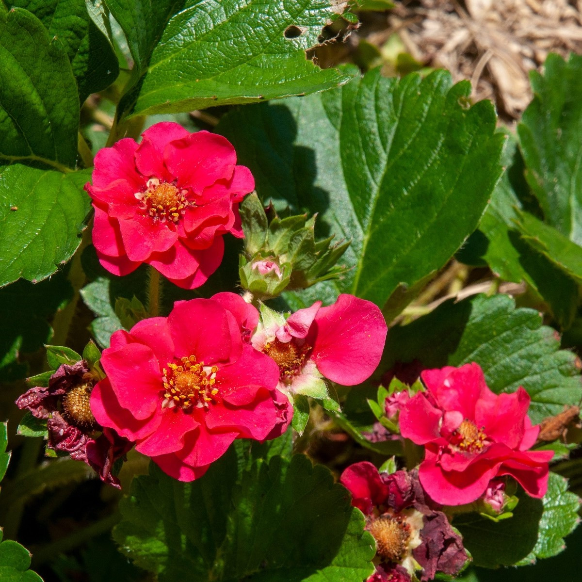 Truskawka Summer Breeze Rose F1 - Fragaria ananassa - nasiona truskawki - 10 szt.