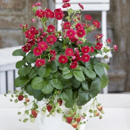 Truskawka Summer Breeze Rose F1 - Fragaria ananassa - nasiona truskawki - 10 szt.