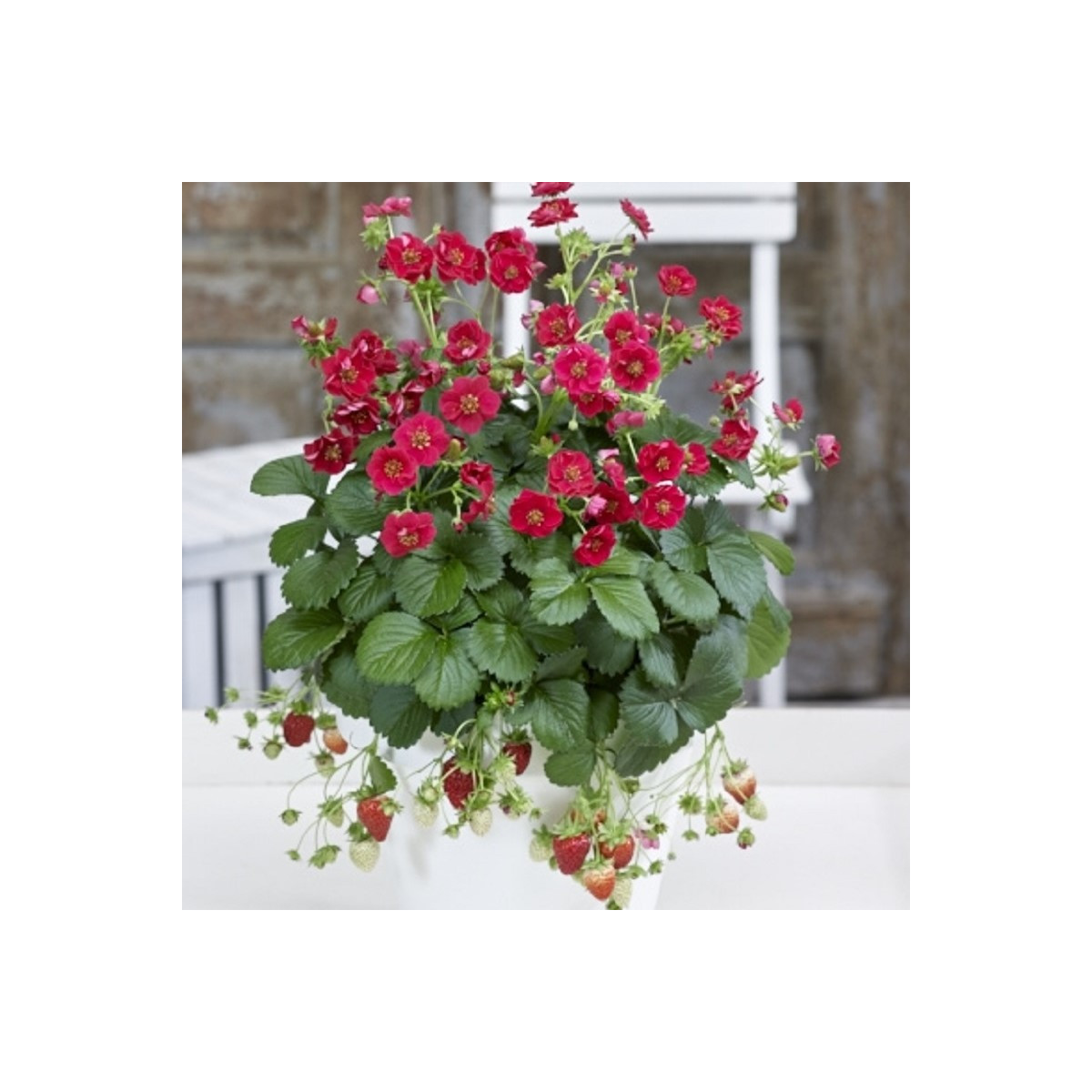 Truskawka Summer Breeze Rose F1 - Fragaria ananassa - nasiona truskawki - 10 szt.
