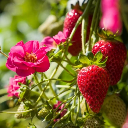 Truskawka Summer Breeze Cherry F1 - Fragaria ananassa - nasiona truskawki - 10 szt.