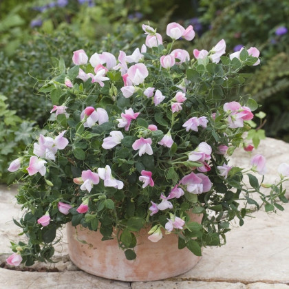 Hrachor vonný zakrslý Cupid Pink - Lathyrus odoratus - semena hrachoru - 12 ks