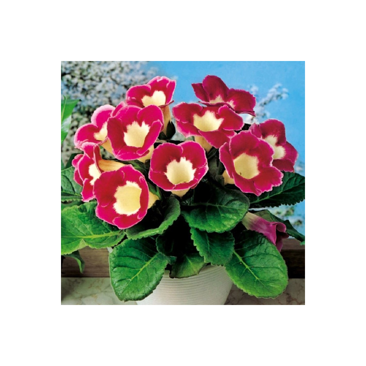 Gloxiníe Blanche de Meru - Sinningia - hlízy gloxínie - 1 ks