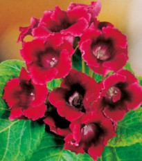 Gloxiníe Defiance - Sinningia - hlízy gloxínie - 1 ks