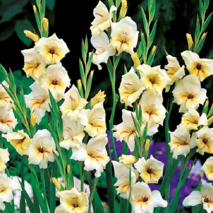 Gladiol Halley - Gladiolus nanus - hlízy mečíku - 3 ks