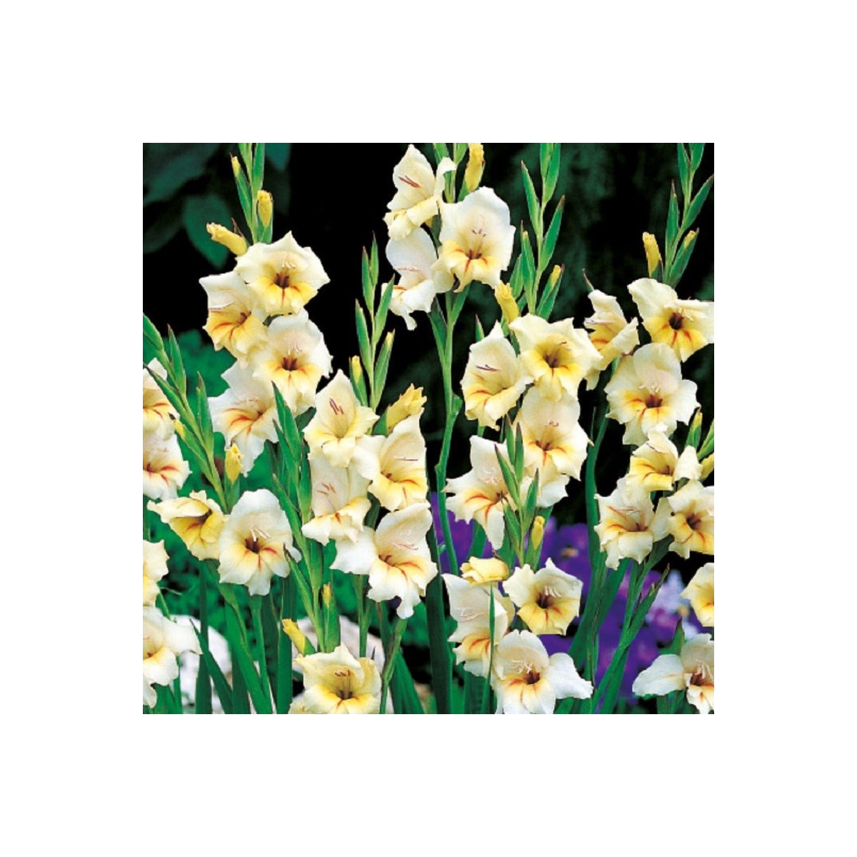 Gladiol Halley - Gladiolus nanus - hlízy mečíku - 3 ks