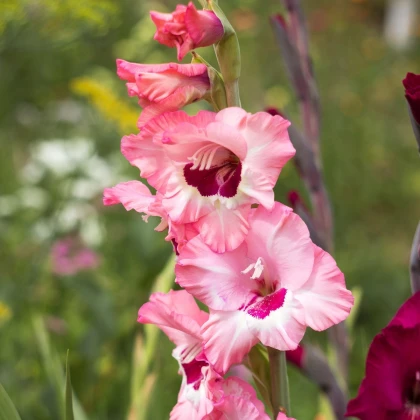 Gladiol Wine and Roses růžový - Gladiolus - hlízy mečíku - 3 ks