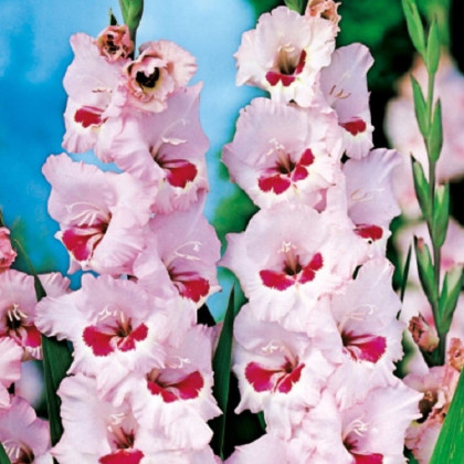 Gladiol Wine and Roses růžový - Gladiolus - hlízy mečíku - 3 ks