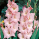 Gladiol Rose Supreme - Gladiolus - hlízy mečíku - 3 ks