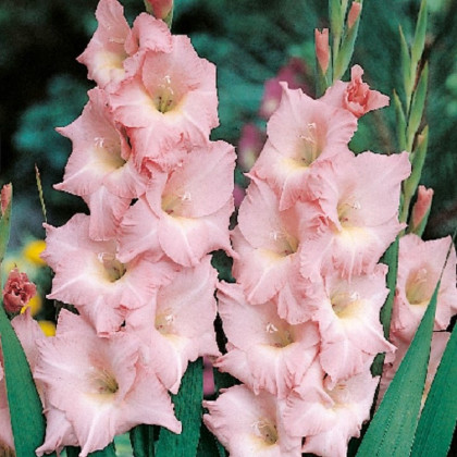 Gladiol Rose Supreme - Gladiolus - hlízy mečíku - 3 ks