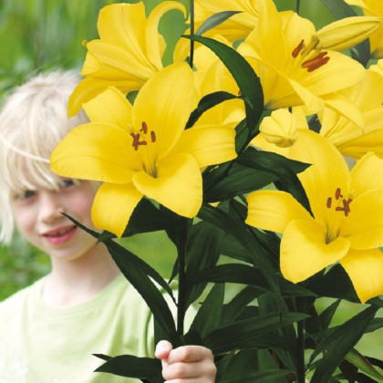Lilie Yellow Planet - Lilium lancifolium - cibule lilie - 1 ks