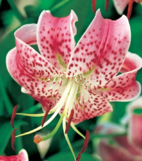 Lilie speciosum rubrum - Lilium - cibule lilie - 1 ks
