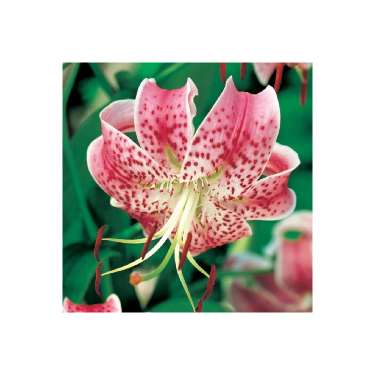 Lilie speciosum rubrum - Lilium - cibule lilie - 1 ks