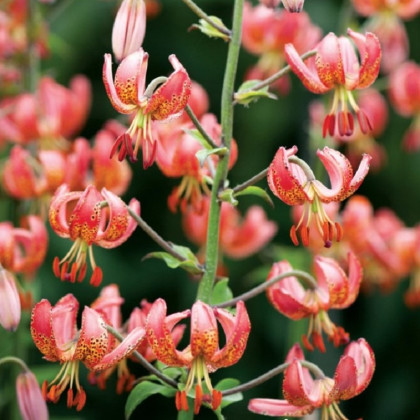 Lilie Zlatohlávek Manitoba - Lilium - cibule lilie - 1 ks