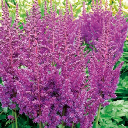 Čechrava modrá - Astilbe - hlízy čechravy - 1 ks