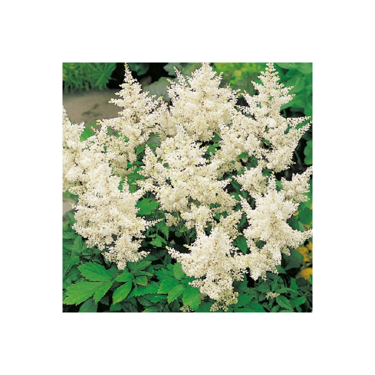 Čechrava japonská Deutschland - Astilbe japonica - hlízy čechravy - 1 ks