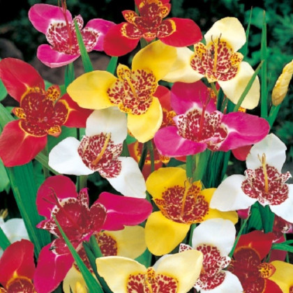 Tygřice mix - Tigridia - hlízy tygřice - 3 ks