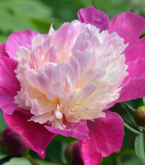 Pivoňka Gay Paree - Paeonia lactiflora - hlízy pivoňky - 1 ks