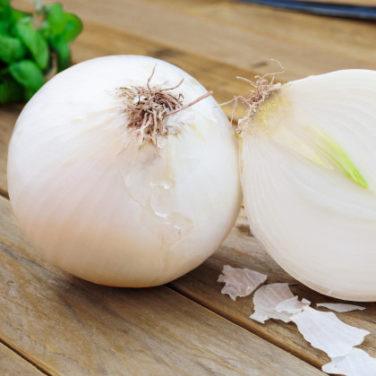 Cibule sazečka zimní Snowball - Allium cepa - cibulky - 50 ks