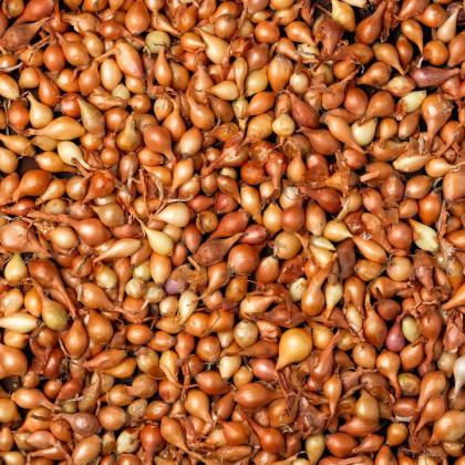 Cibule sazečka Všetana - Allium cepa - cibulky - 250 g
