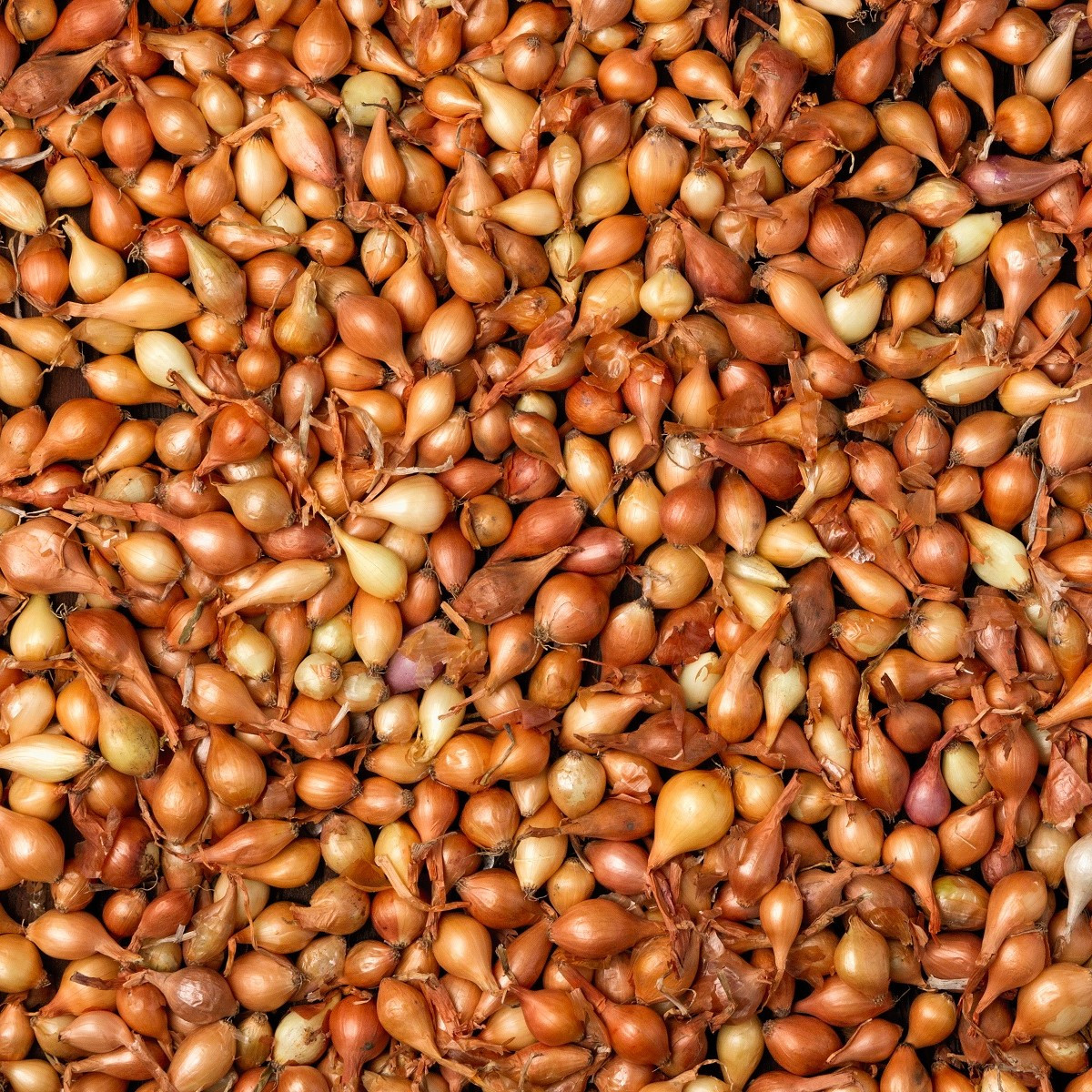 Cibule sazečka Všetana - Allium cepa - cibulky - 250 g