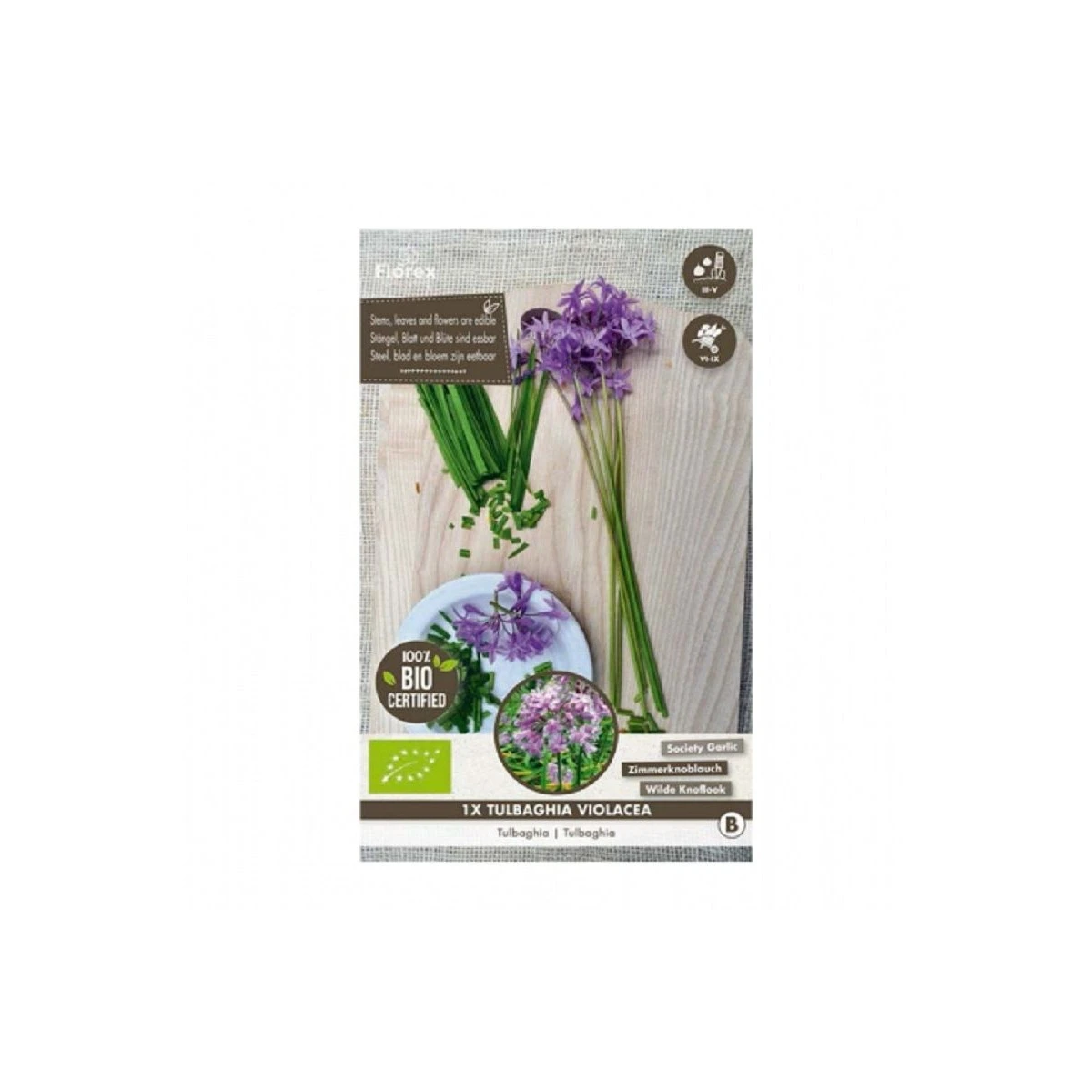 Česnek divoký BIO - Allium sativum - cibule česneku - 1 kus