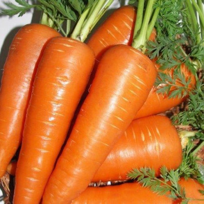 Mrkev Fire Wedge F1 - Daucus carota - semena mrkve - 150 ks
