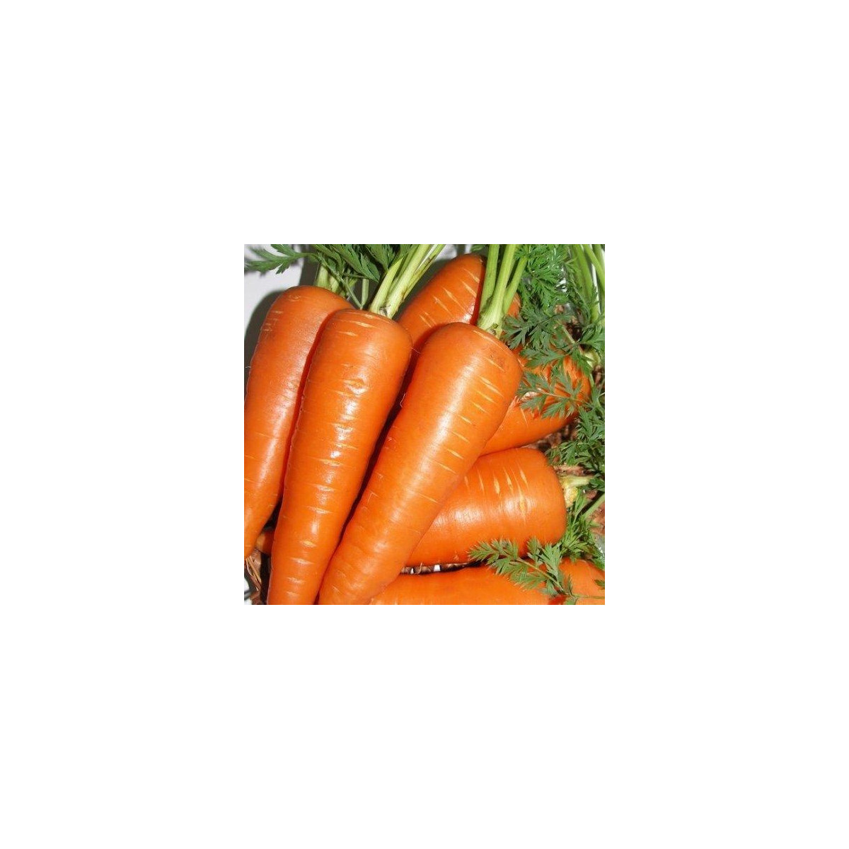 Mrkev Fire Wedge F1 - Daucus carota - semena mrkve - 150 ks