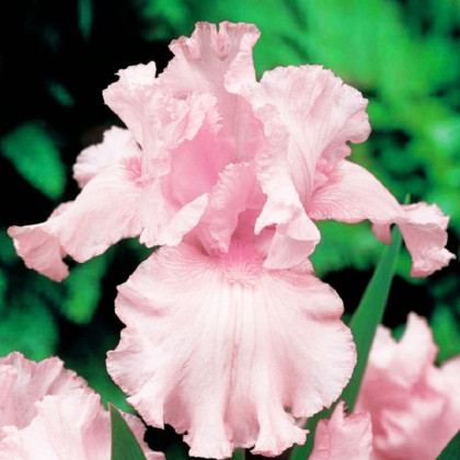 Kosatec růžový - Iris germanica - hlízy kosatce - 1 ks