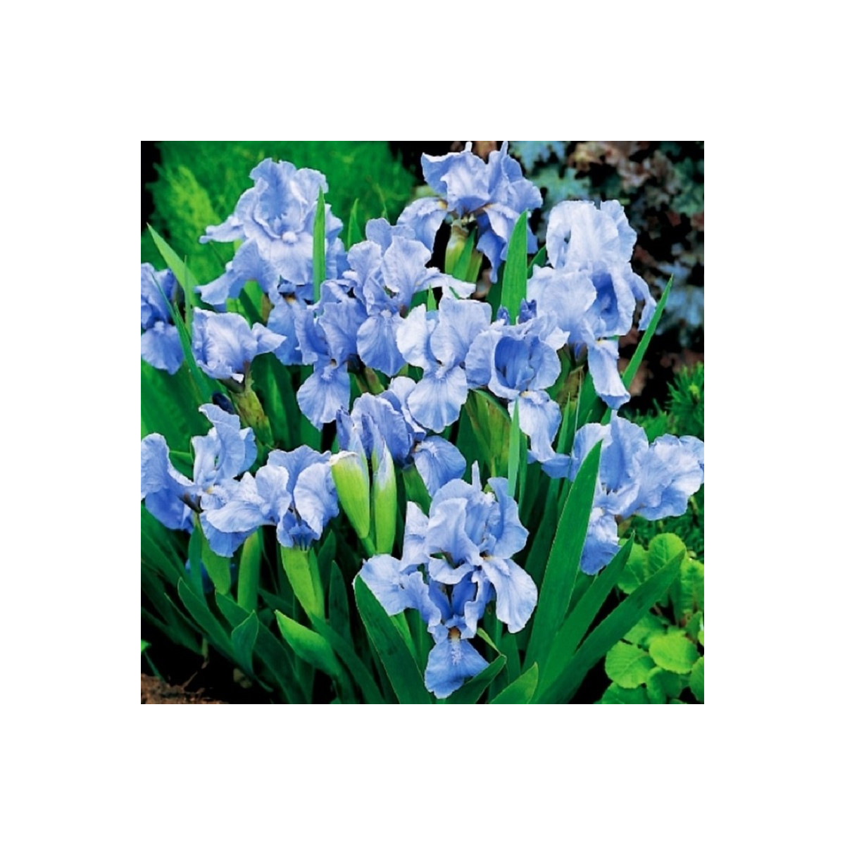 Kosatec nízký Truly - Iris pumila - hlízy kosatce - 1 ks