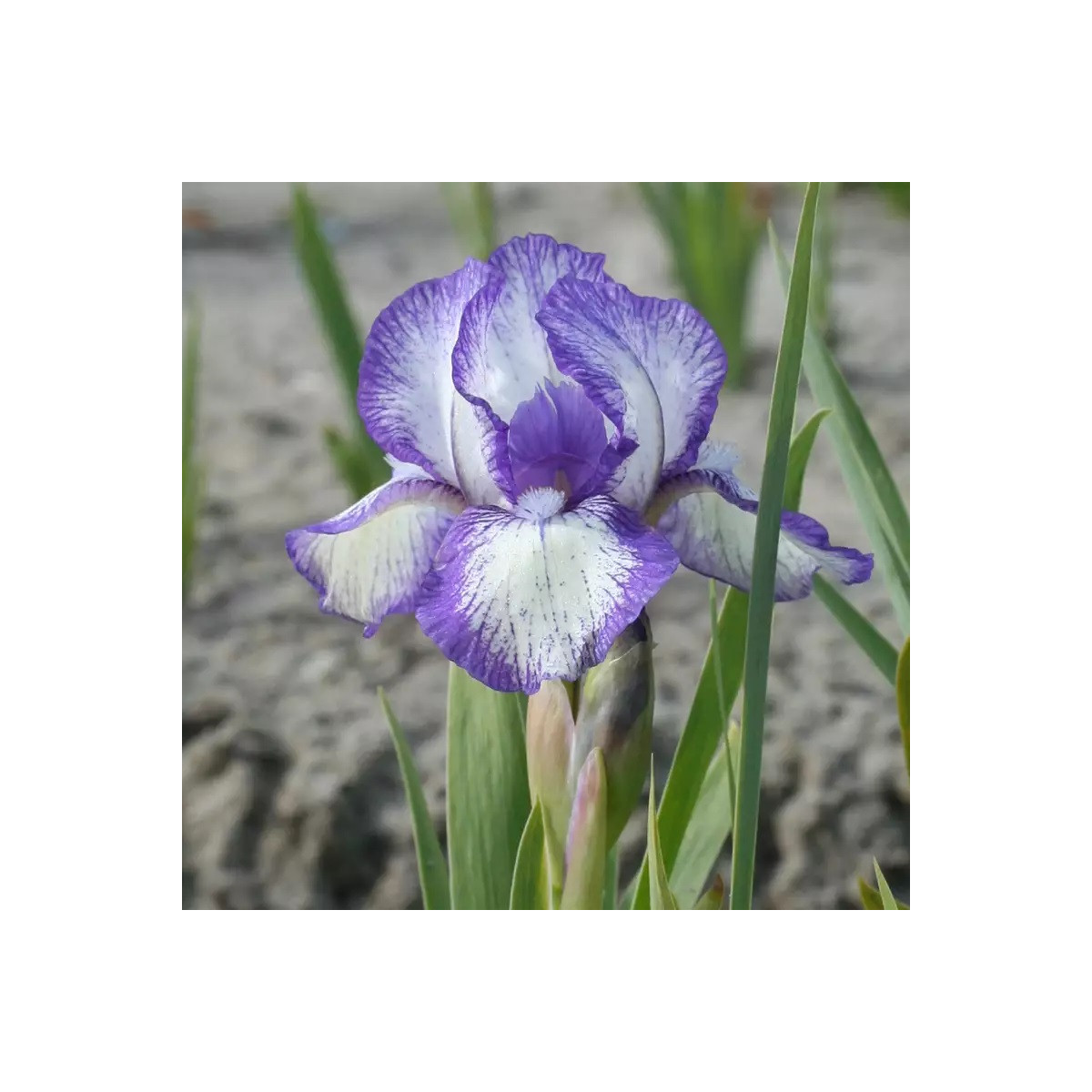 Kosatec nízký Petit Polka - Iris pumila - hlízy kosatce - 1 ks