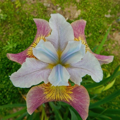 Kosatec sibiřský Sugar Rush - Iris sibirica - hlízy kosatce - 1 ks