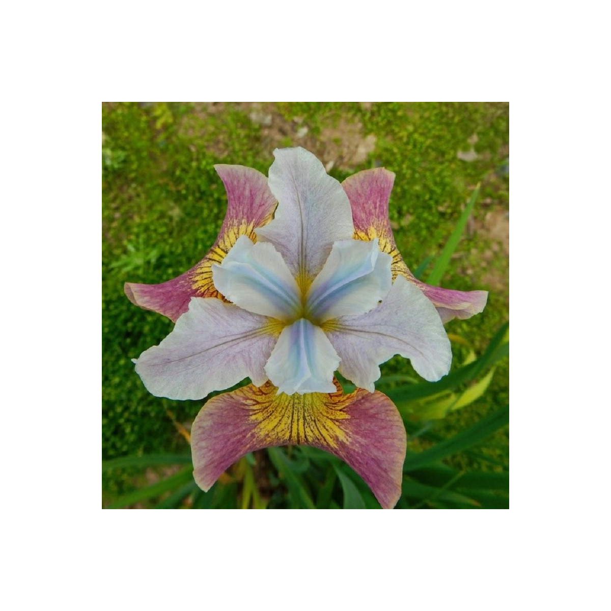 Kosatec sibiřský Sugar Rush - Iris sibirica - hlízy kosatce - 1 ks